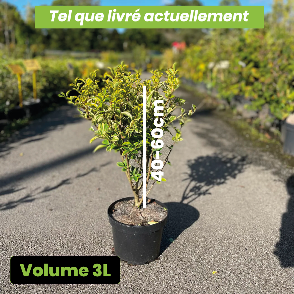 Ligustrum ovalifolium - Troène de Californie - Volume 3L / 40-60cm