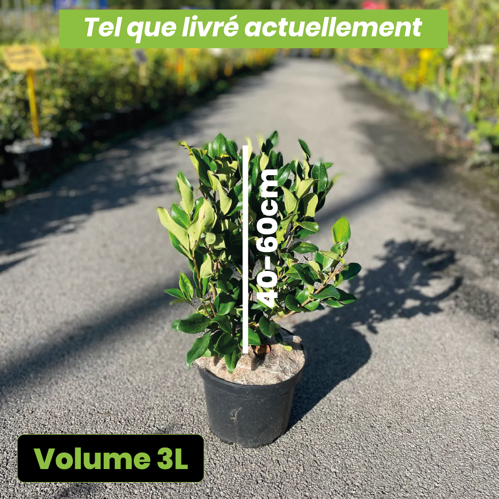 Ligustrum japonicum texanum - Troène du Texas - Volume 3L / 40-60cm