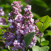 Syringa President Grevy