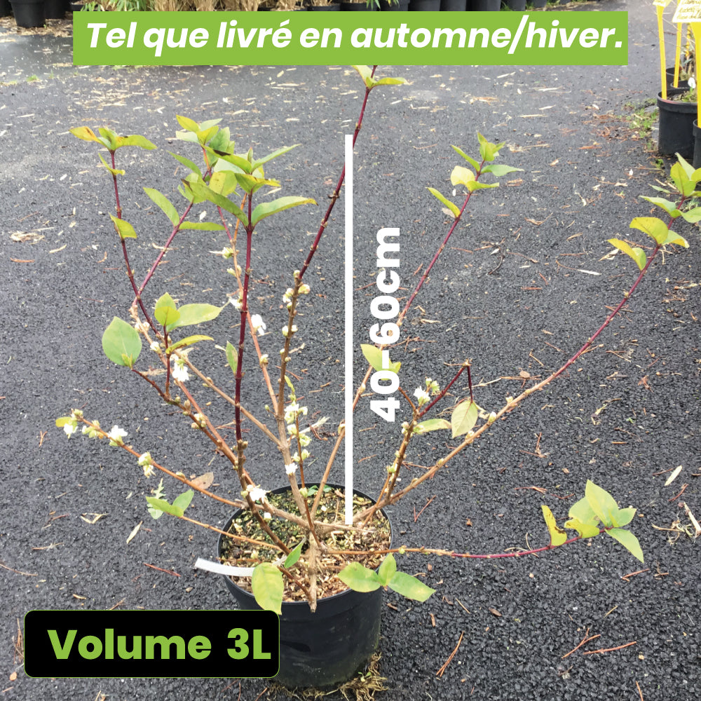 Lonicera Fragrantissima Blanche - Chèvrefeuille d'hiver - Volume 3L / 40-60cm