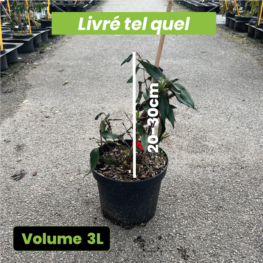 Lonicera x Marinella - Chèvrefeuille hybride - Volume 3L / 20-30cm