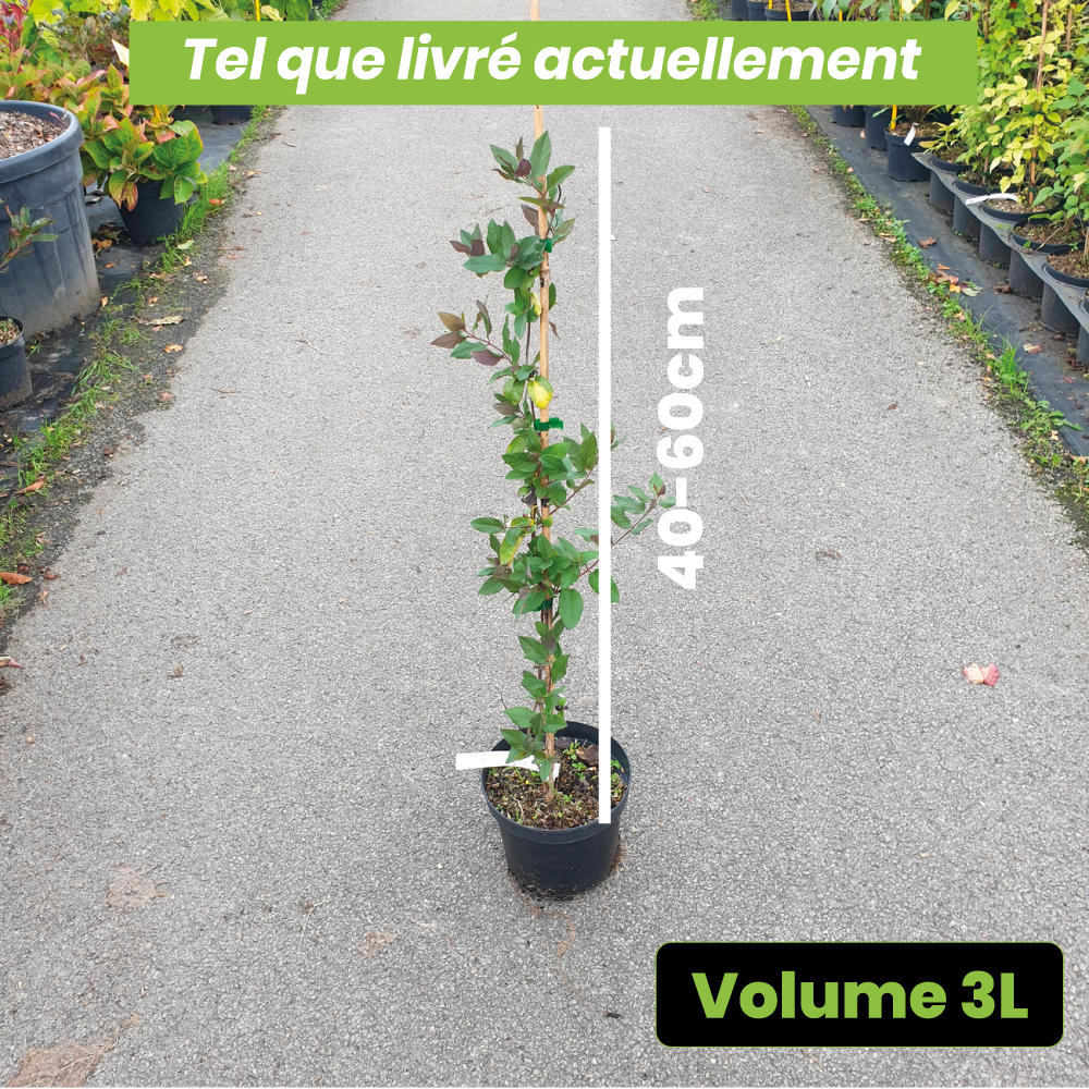 Lonicera japonica sinensis - Volume 3L / 40-60cm