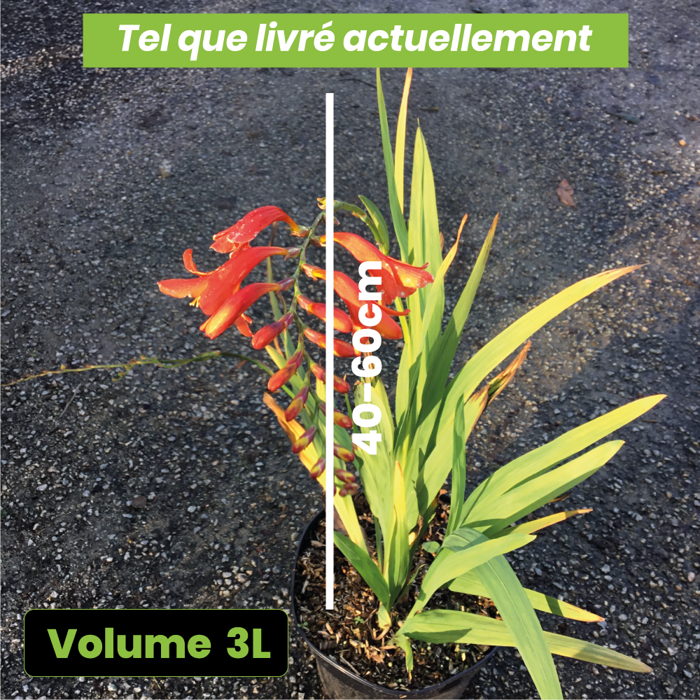 Crocosmia Lucifer - Montbretia rouge écarlate - Volume 3L / 30-40cm