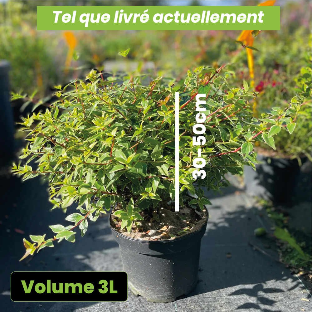 Abelia x grandiflora lucky lots - Volume 3L / 30-50cm