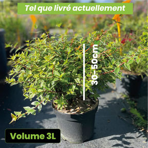 Abelia x grandiflora lucky lots