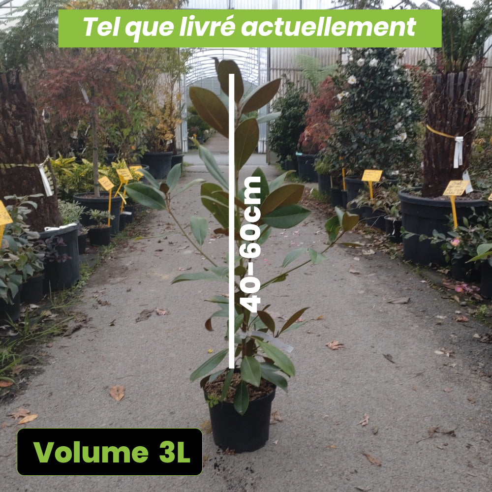 Magnolia Grandiflora Le Nantais - Volume 3L / 40-60cm