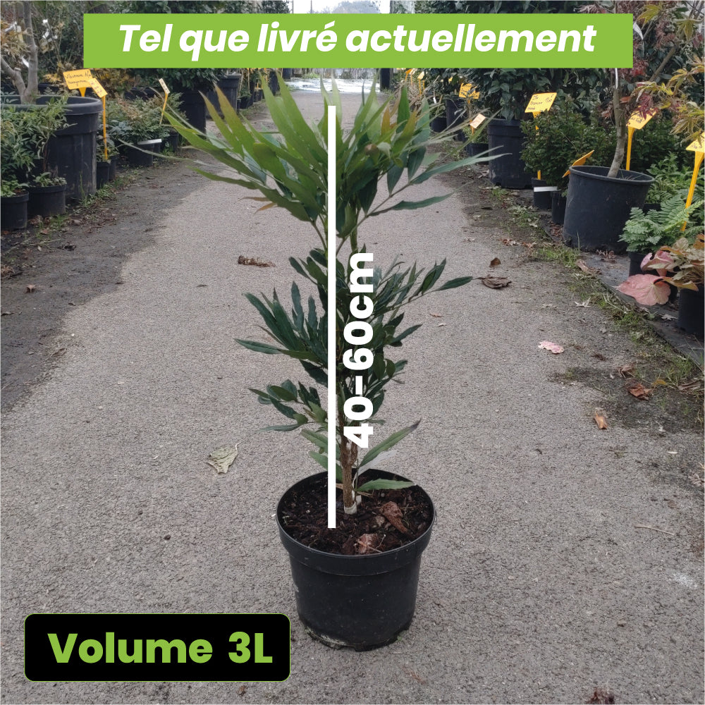 Mahonia Sinensis - Volume 3L / 40-60cm