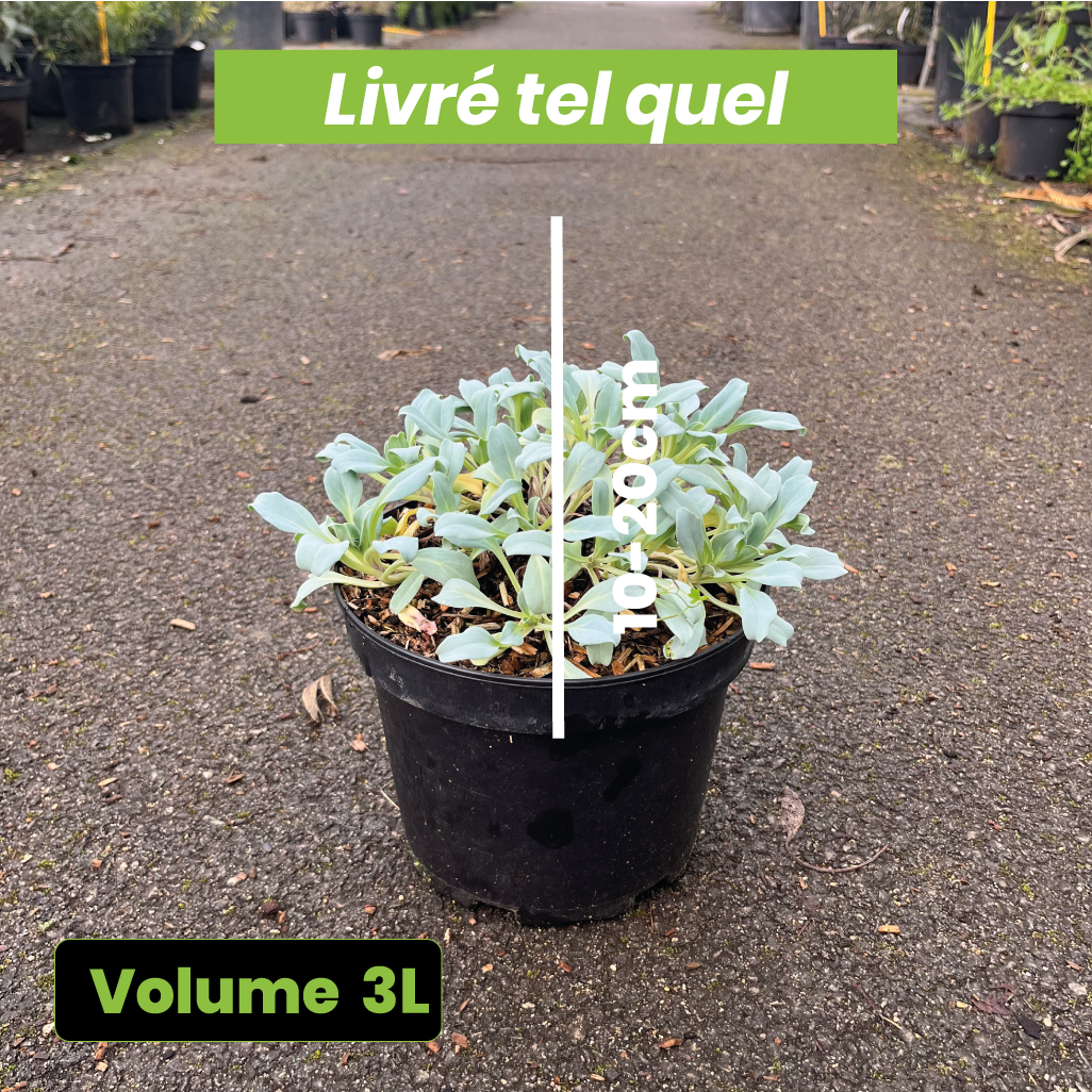 Mertensia Maritima - Huître végétale - Volume 3L / 10-20cm