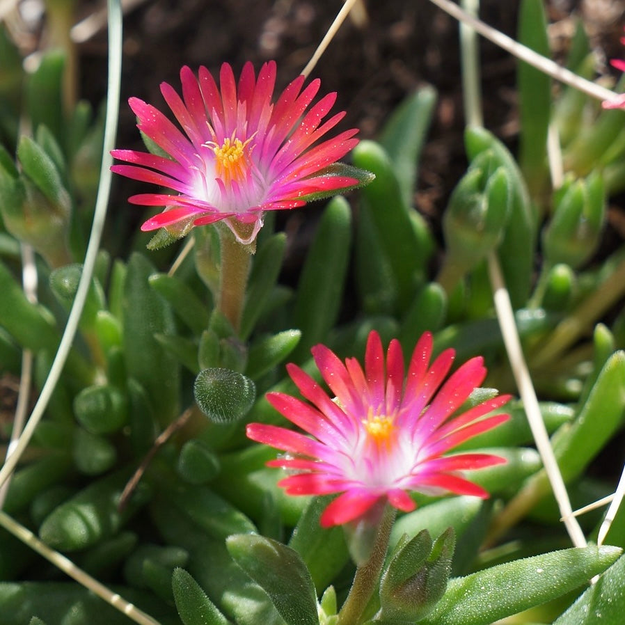 Delosperma jewel of desert ruby - Volume 3L / 15-20cm