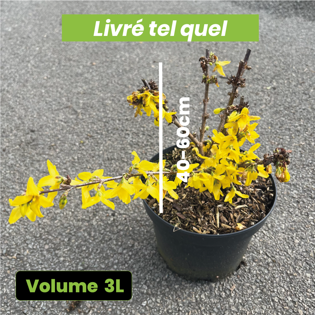 Forsythia x Intermedia "Lynwood" - Mimosa de Paris - Volume 3L / 40-60cm