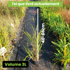 Miscanthus Sinensis Zebrinus