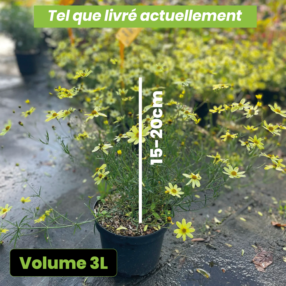 Coreopsis verticillata "moonbeam" - Volume 3L / 15-20cm