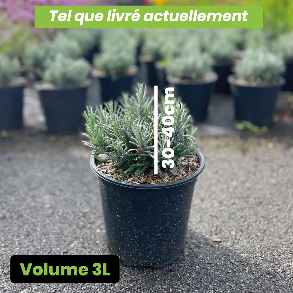 Lavandula angustifolia "munstead" - Volume 3L / 30-40cm