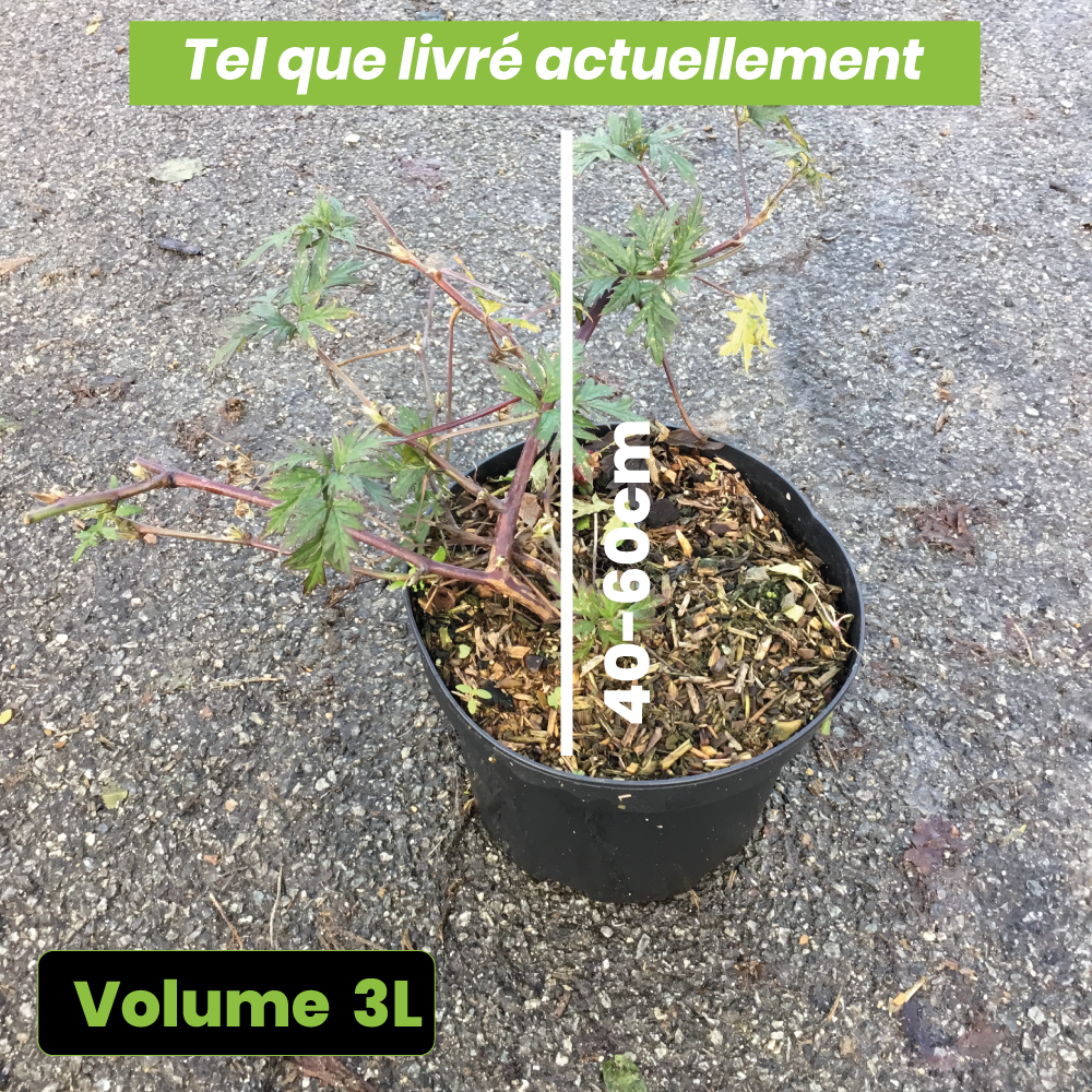 Rubus Thornless Evergreen - Mûre sans épine - Volume 3L / 40-60cm