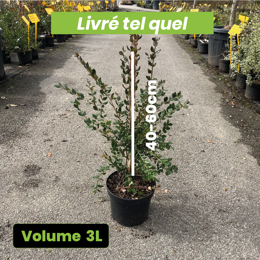 Myrtus x Apiculata - Myrte du Chili - Volume 3L / 40-60cm