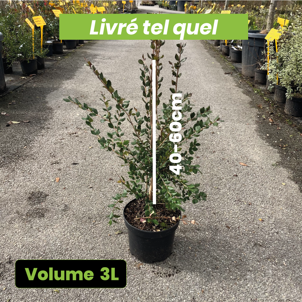 Myrtus x Apiculata - Myrte du Chili