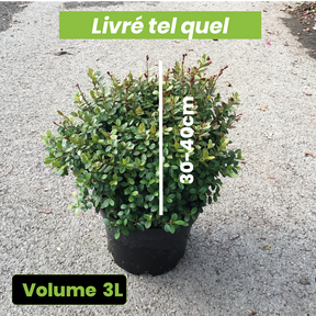 Myrsine Africana - Buis africain