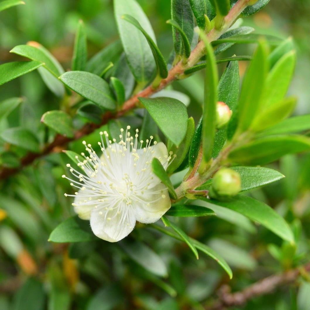 Myrtus x Apiculata - Myrte du Chili - Volume 3L / 40-60cm