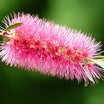 Callistemon Viminalis Hot Pink - Volume 3L / 30-50cm