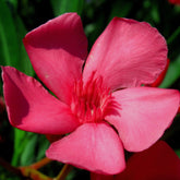 Laurier rose - Nerium oleander