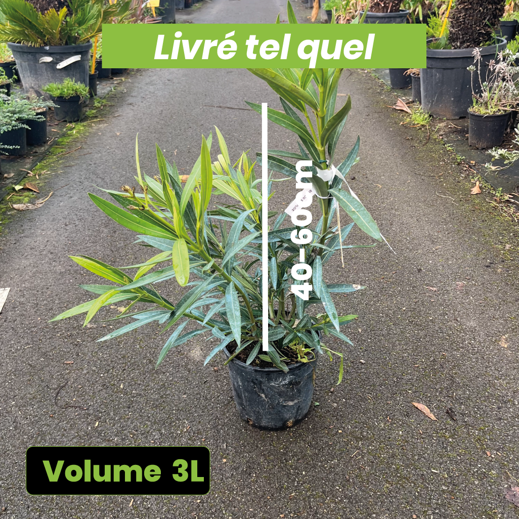 Nerium Oleander Blanc - Volume 3L / 40-60cm