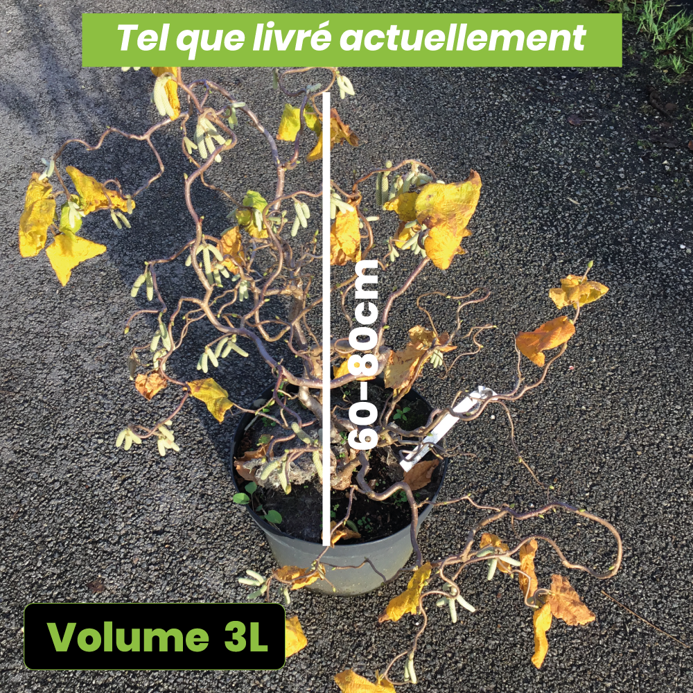 Corylus Avellana Contorta - Noisetier tortueux - Volume 3L / 40-60cm