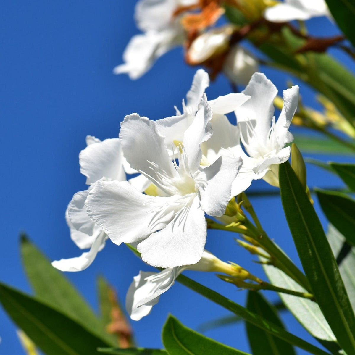 Nerium Oleander Blanc