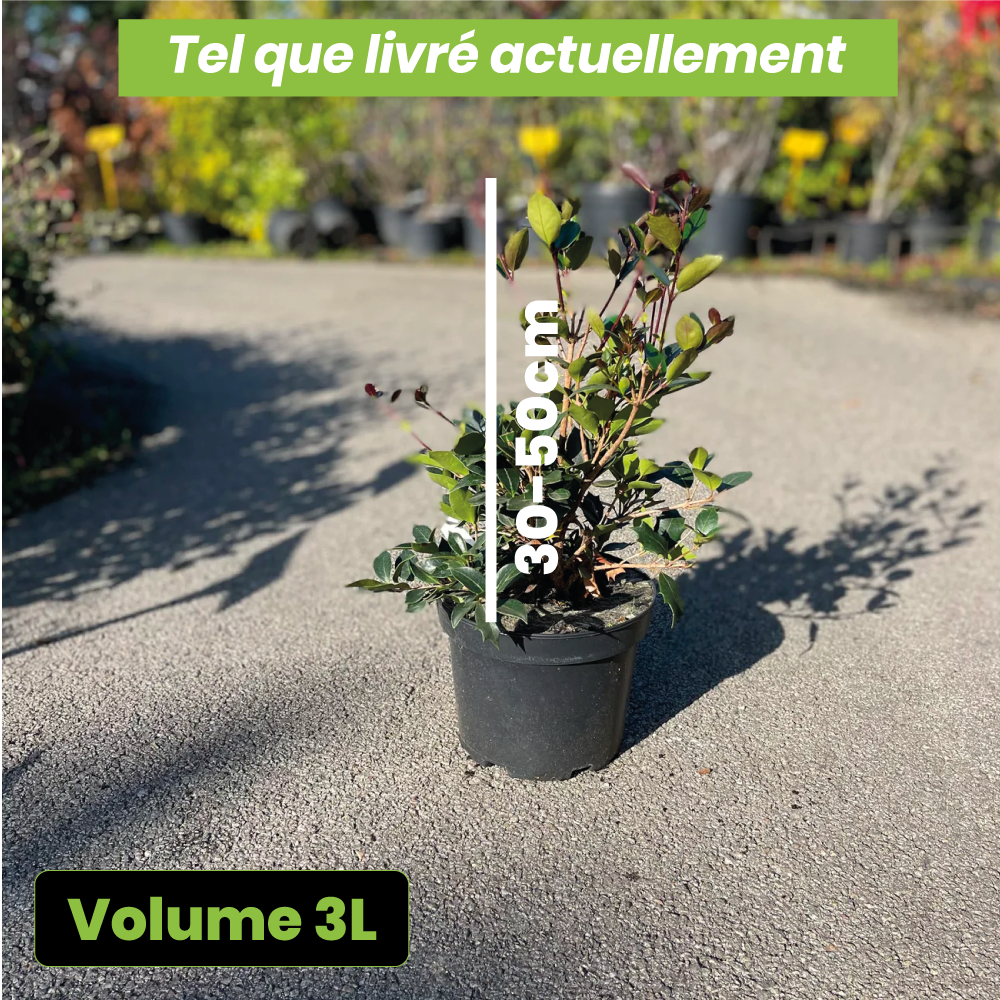 Osmanthus heterophyllus purpureus - Volume 3L / 30-50cm