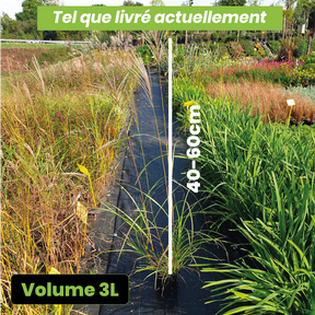 Miscanthus Sinensis Ferner Osten
