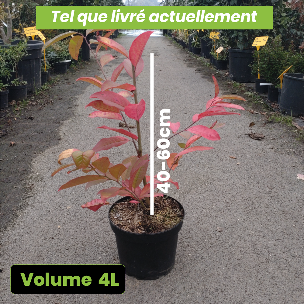 Oxydendron Arborea - Volume 4L / 40-60cm