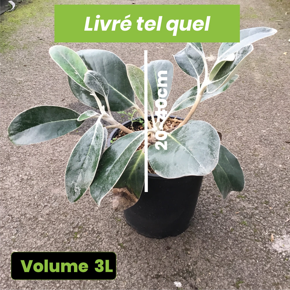 Pachystegia Insignis Daizea - Marguerite de Nouvelle-Zélande - Volume 3L / 20-40cm