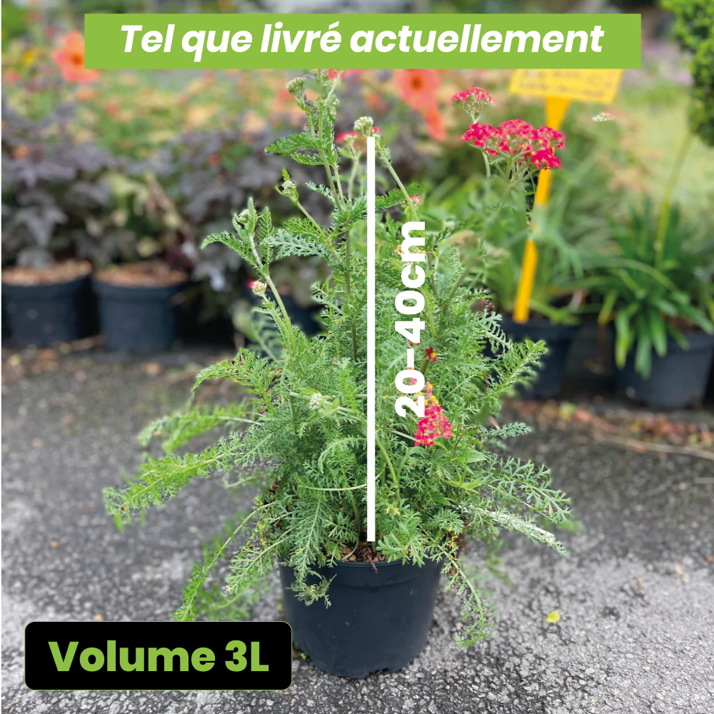 Achillea millefolium paprika - Volume 3L / 20-40cm