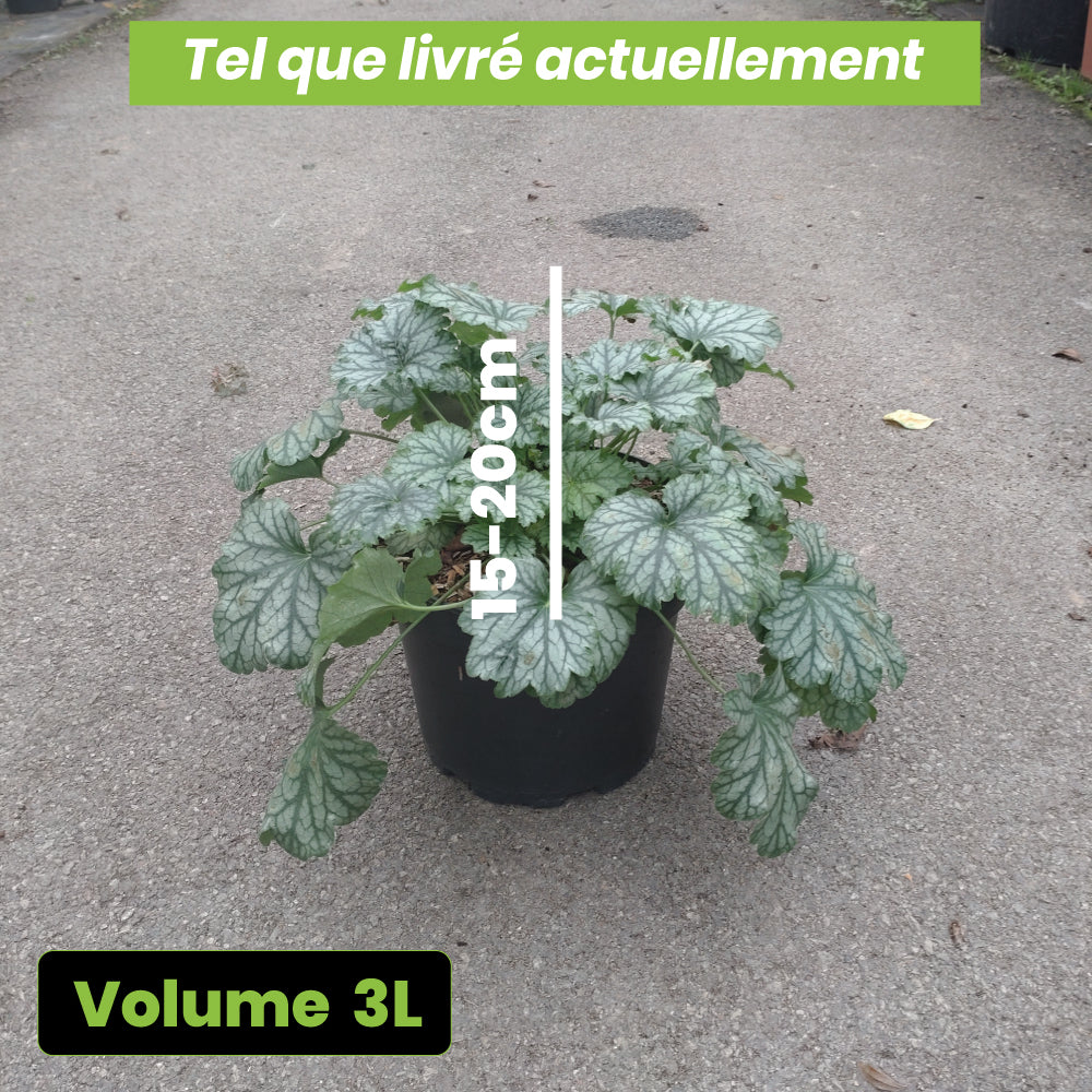 Heuchera Paris - Volume 3L / 15-20cm