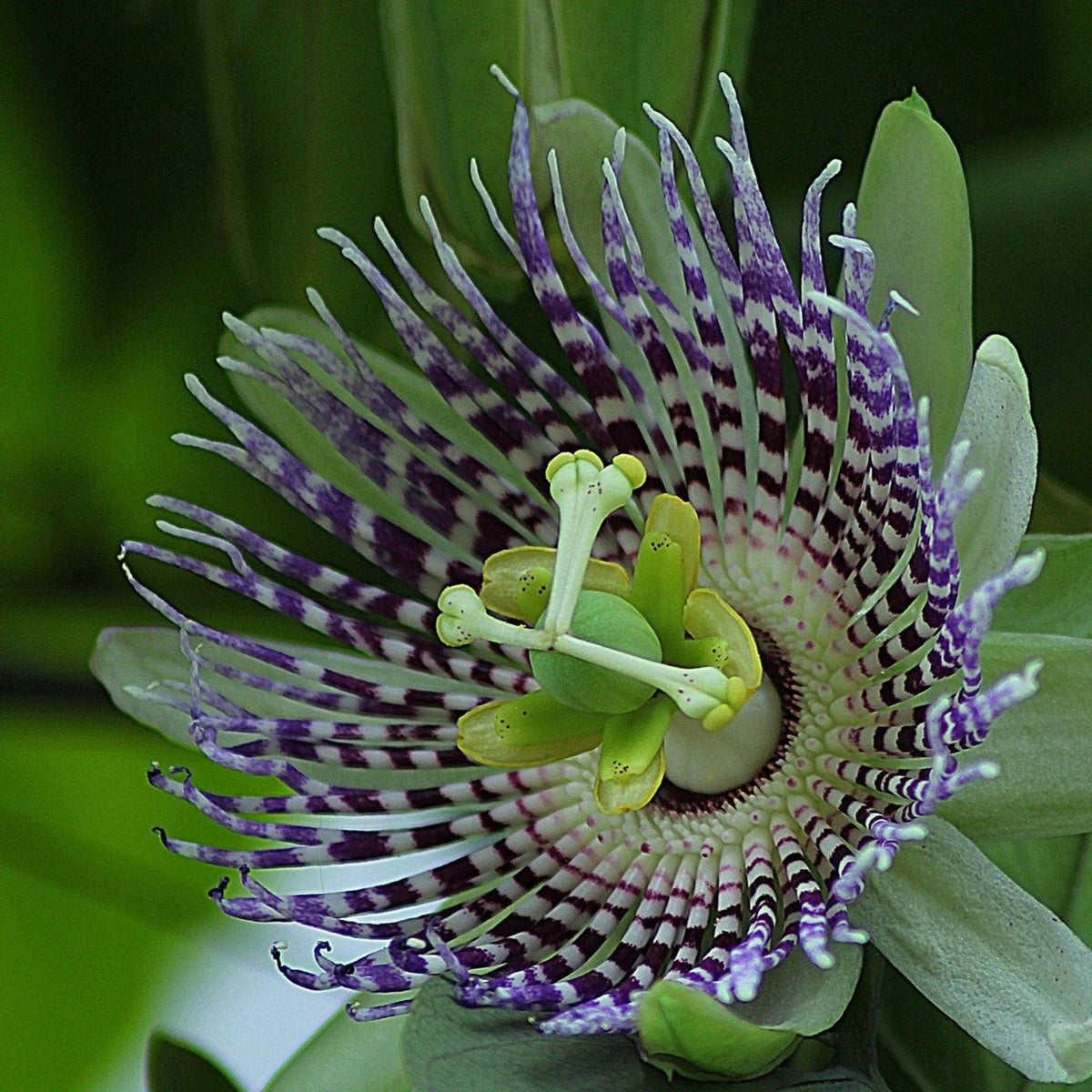 Fleur de la passion violette - Vente Passiflora violacea