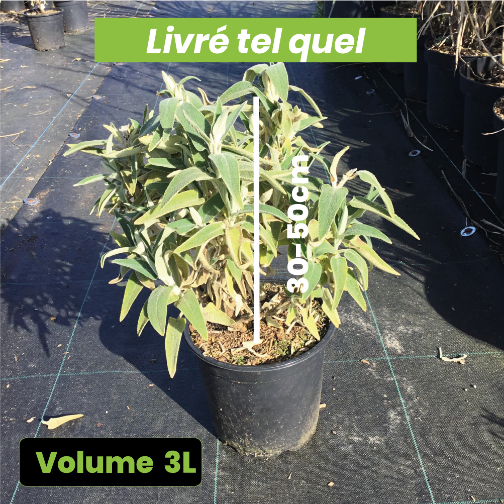 Phlomis Fruticosa Purpurea - Sauge de Jérusalem pourpre - Volume 3L / 30-50cm