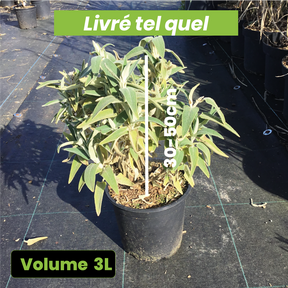 Phlomis Fruticosa Purpurea - Sauge de Jérusalem pourpre