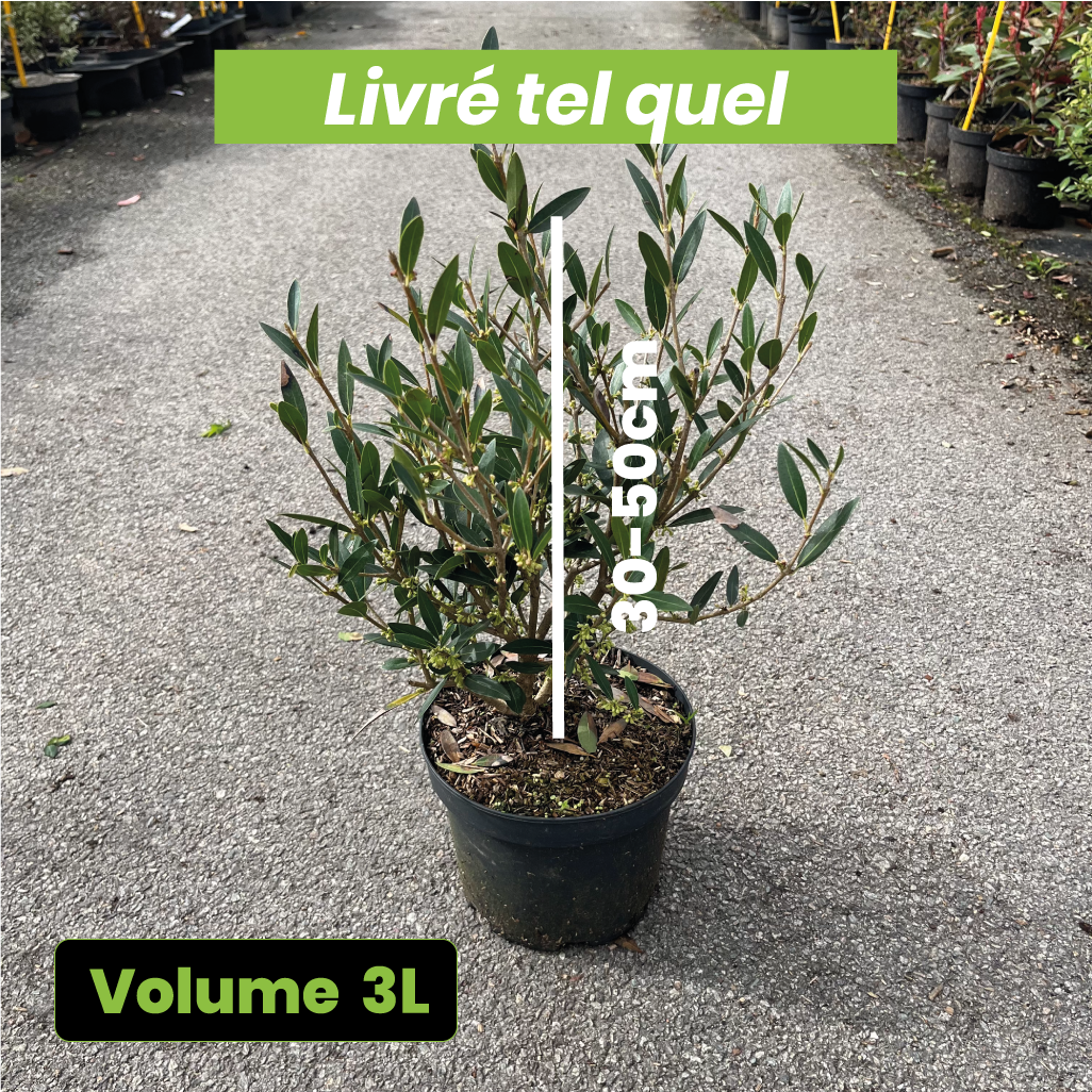 Phillyrea Angustifolia - Filaire à feuilles étroites - Volume 3L / 30-50cm