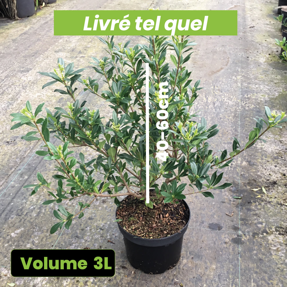 Pittosporum Heterophyllum - Oranger de Chine - Volume 3L / 40-60cm