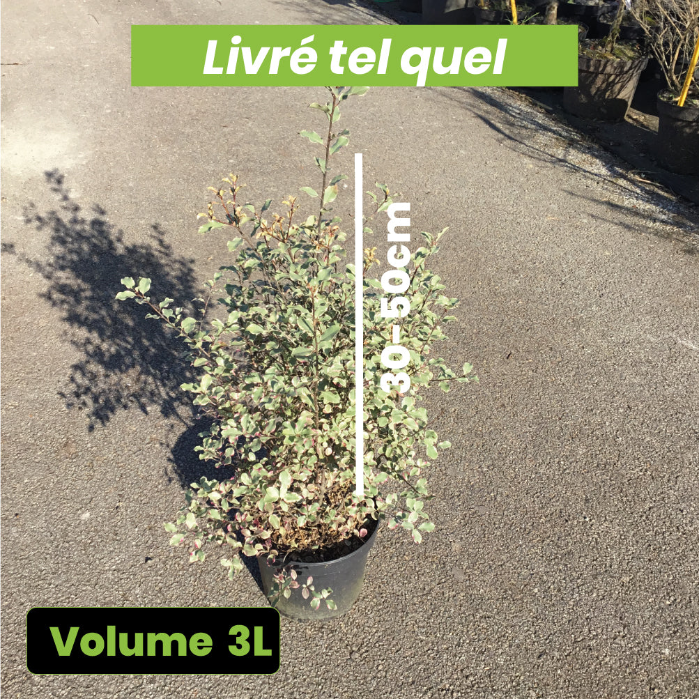 Pittosporum Tenuifolium Victoria - Volume 3L / 40-60cm