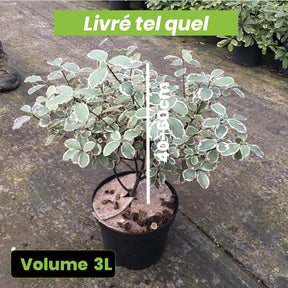 Pittosporum Garnettii