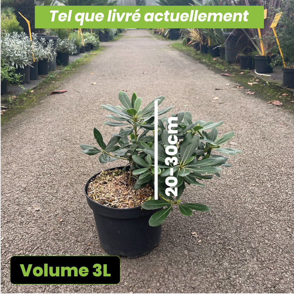 Pittosporum Tobira Nana - Volume 3L / 20-30cm