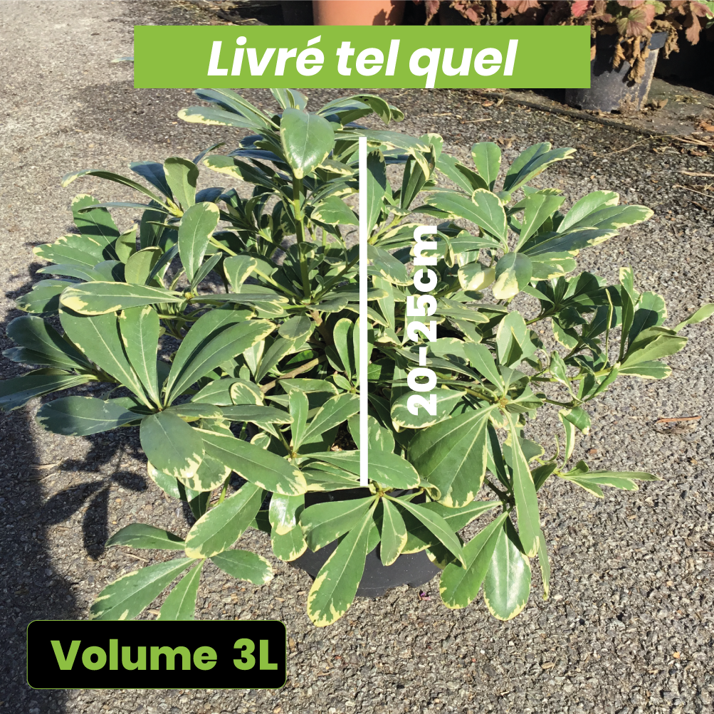 Pittosporum Tobira Nana 'Neige du Mont Ventoux' - Volume 3L / 20-25cm