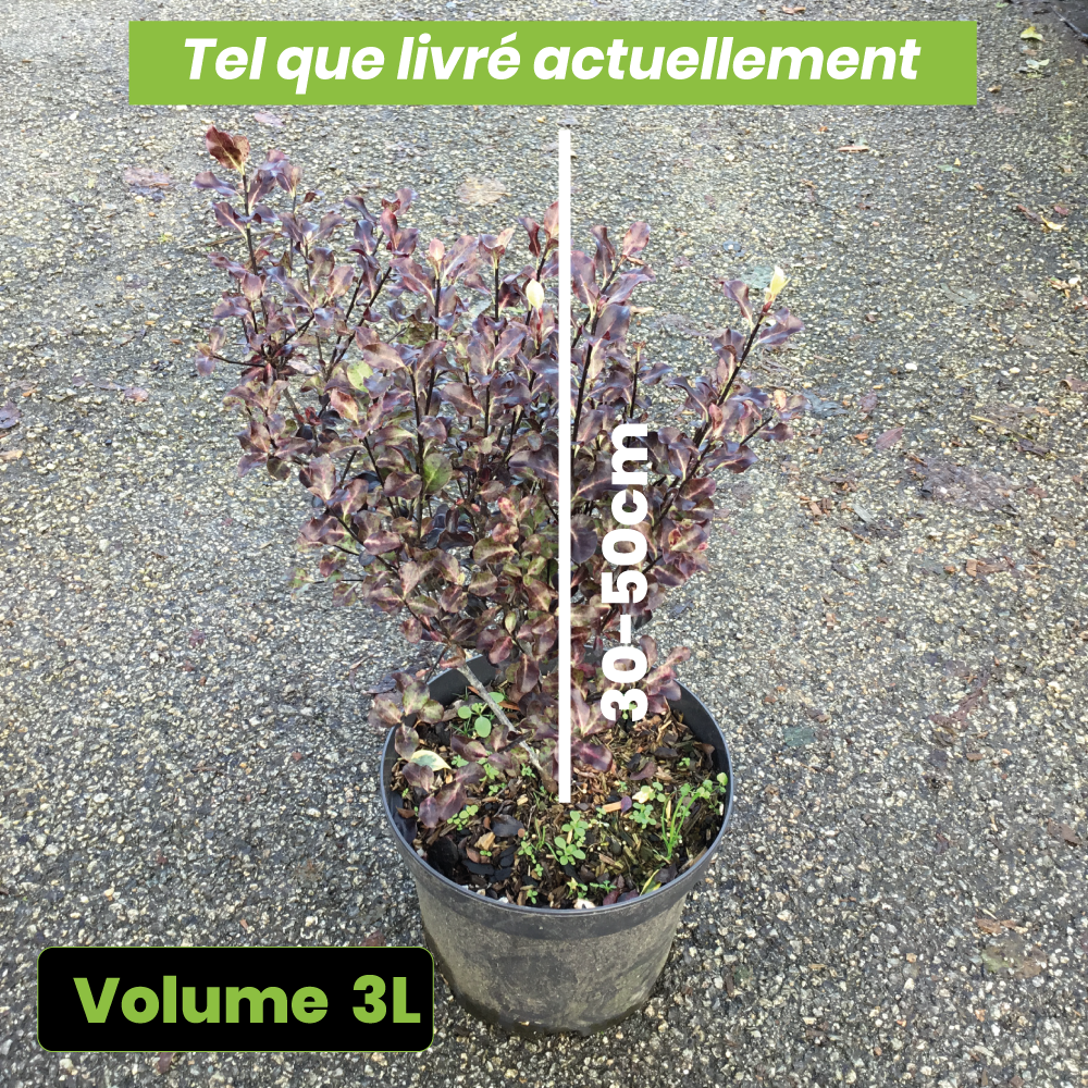 Pittosporum Tenuifolium Dark Diva - Volume 3L / 30-50cm