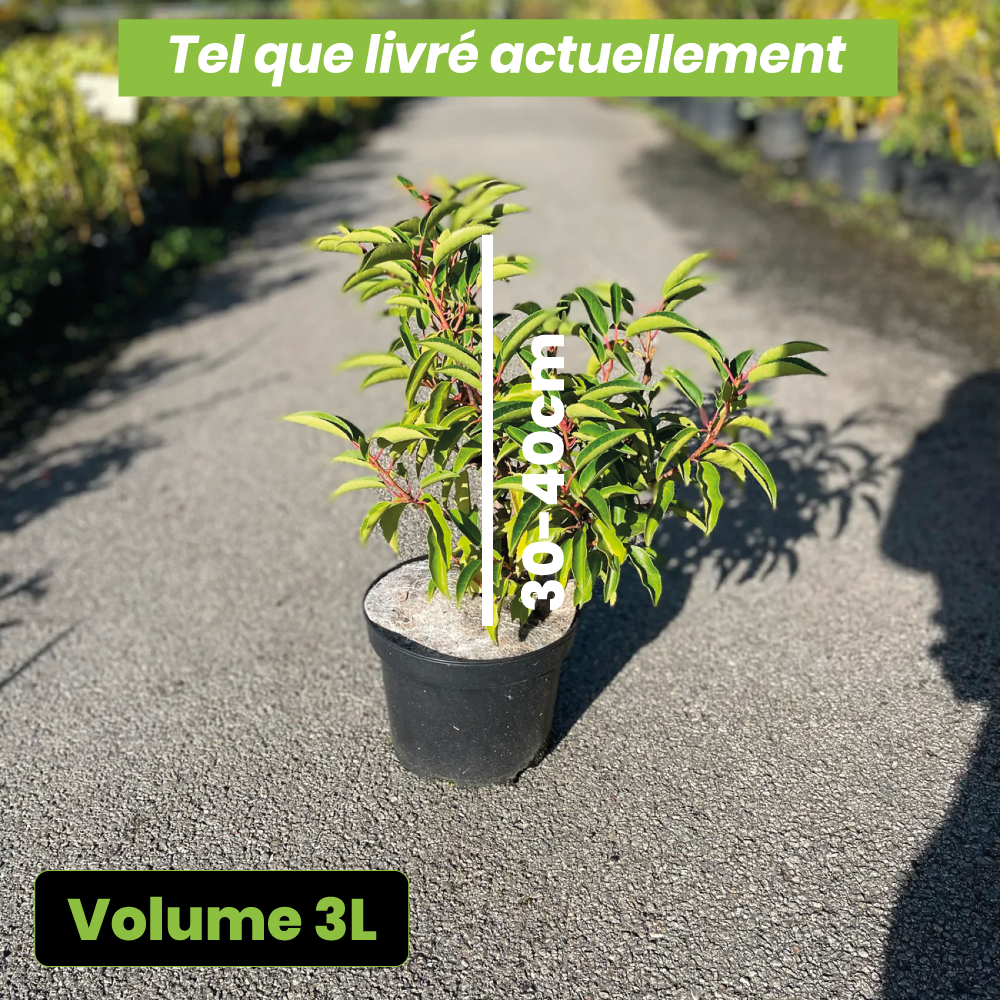 Prunus lusitanica angustifolia - Laurier du Portugal - Volume 3L / 30-40cm