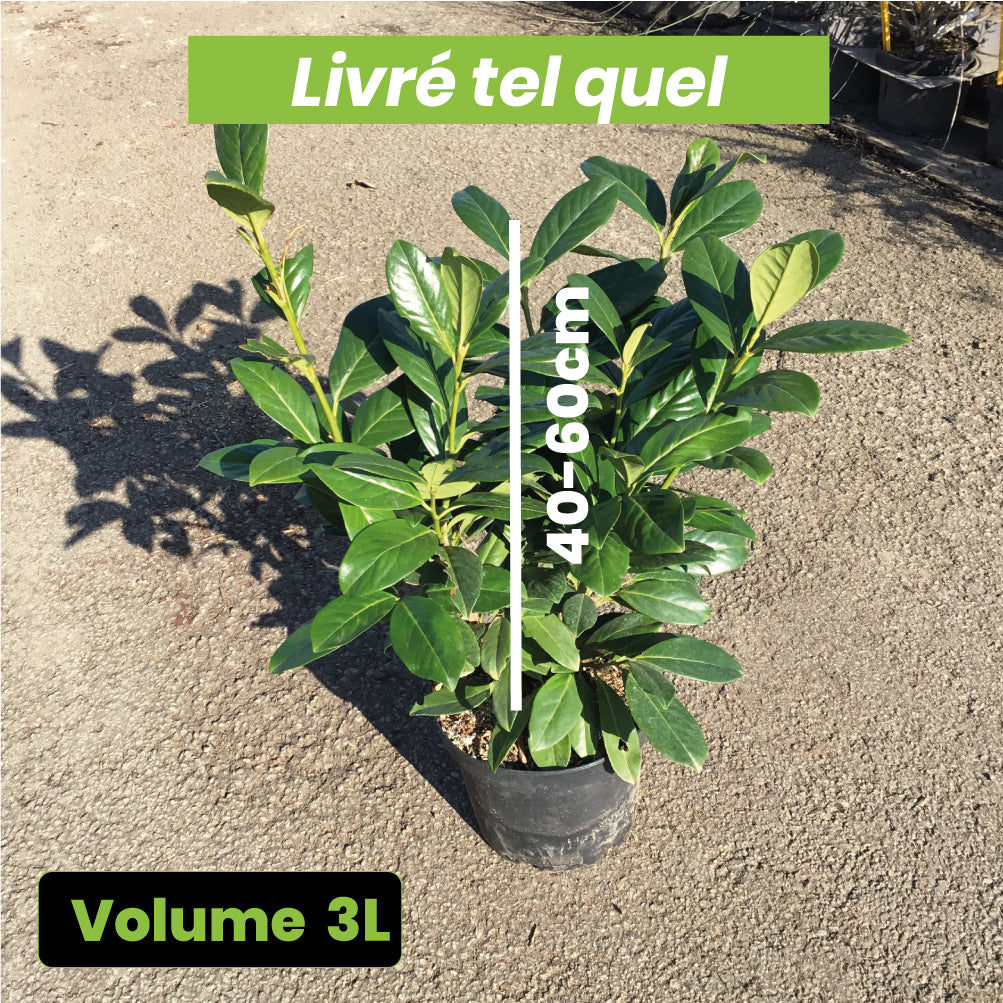 Prunus Laurocerasus Novita - Laurier cerise - Volume 3L / 40-60cm