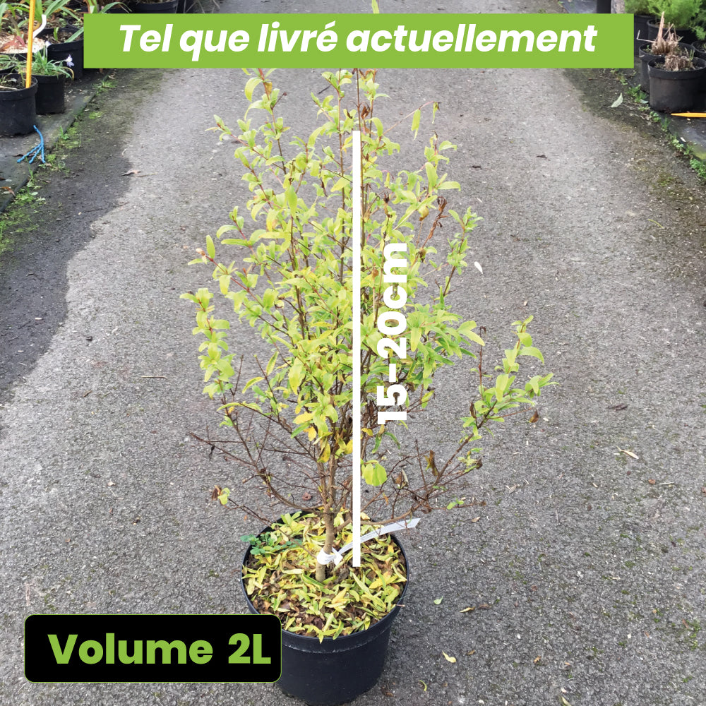 Punica Granatum Nana Chico - Volume 2L / 15-20cm