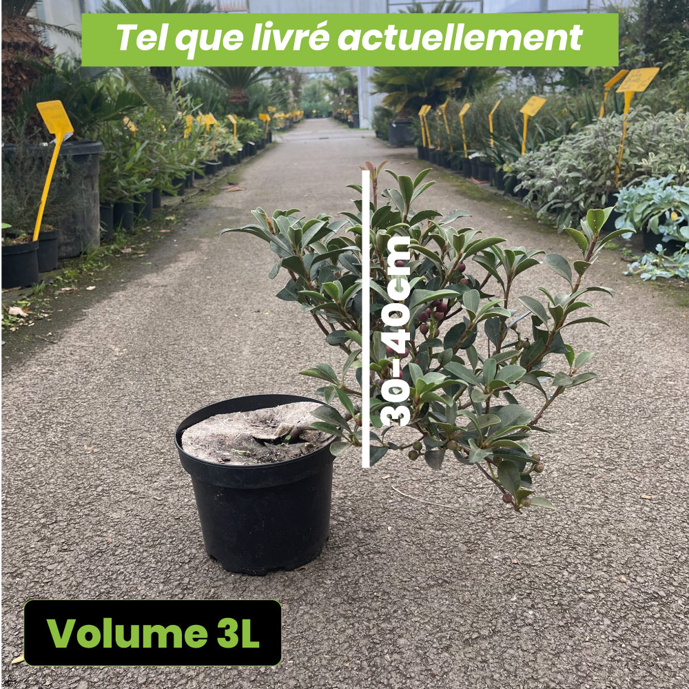 Rhaphiolepsis Umbellata Ovata - Volume 3L / 30-40cm