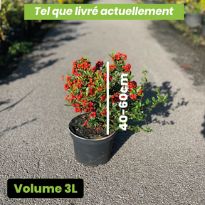 Pyracantha red column