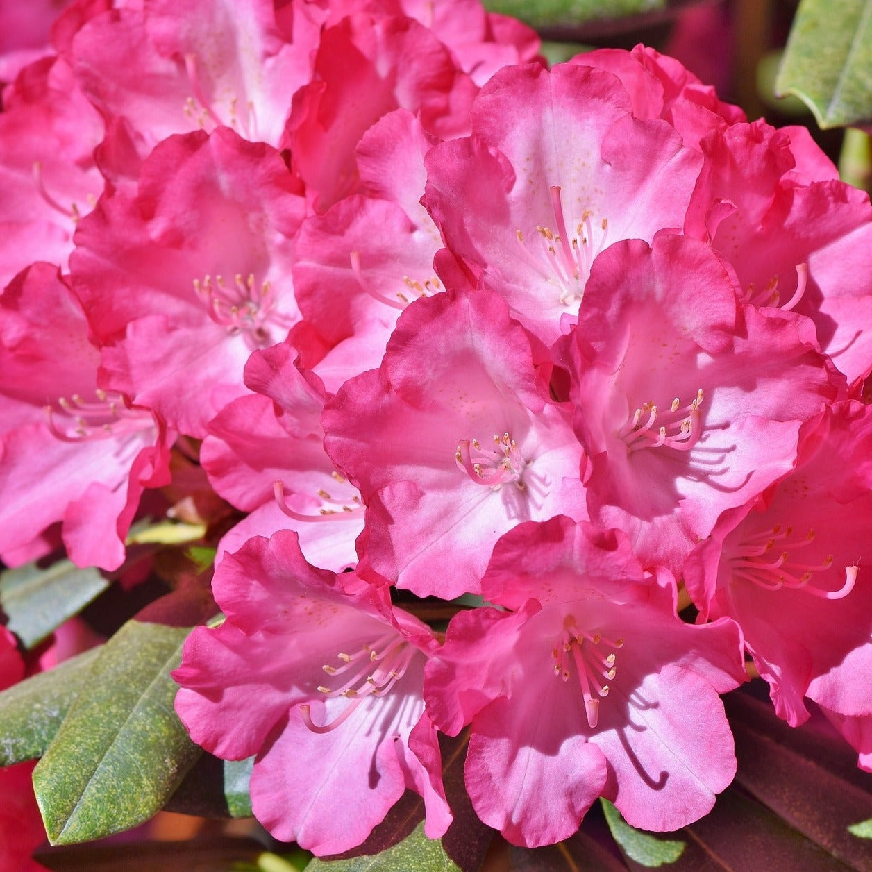 Rhododendron x "Anna" - Volume 5L / 30-50cm