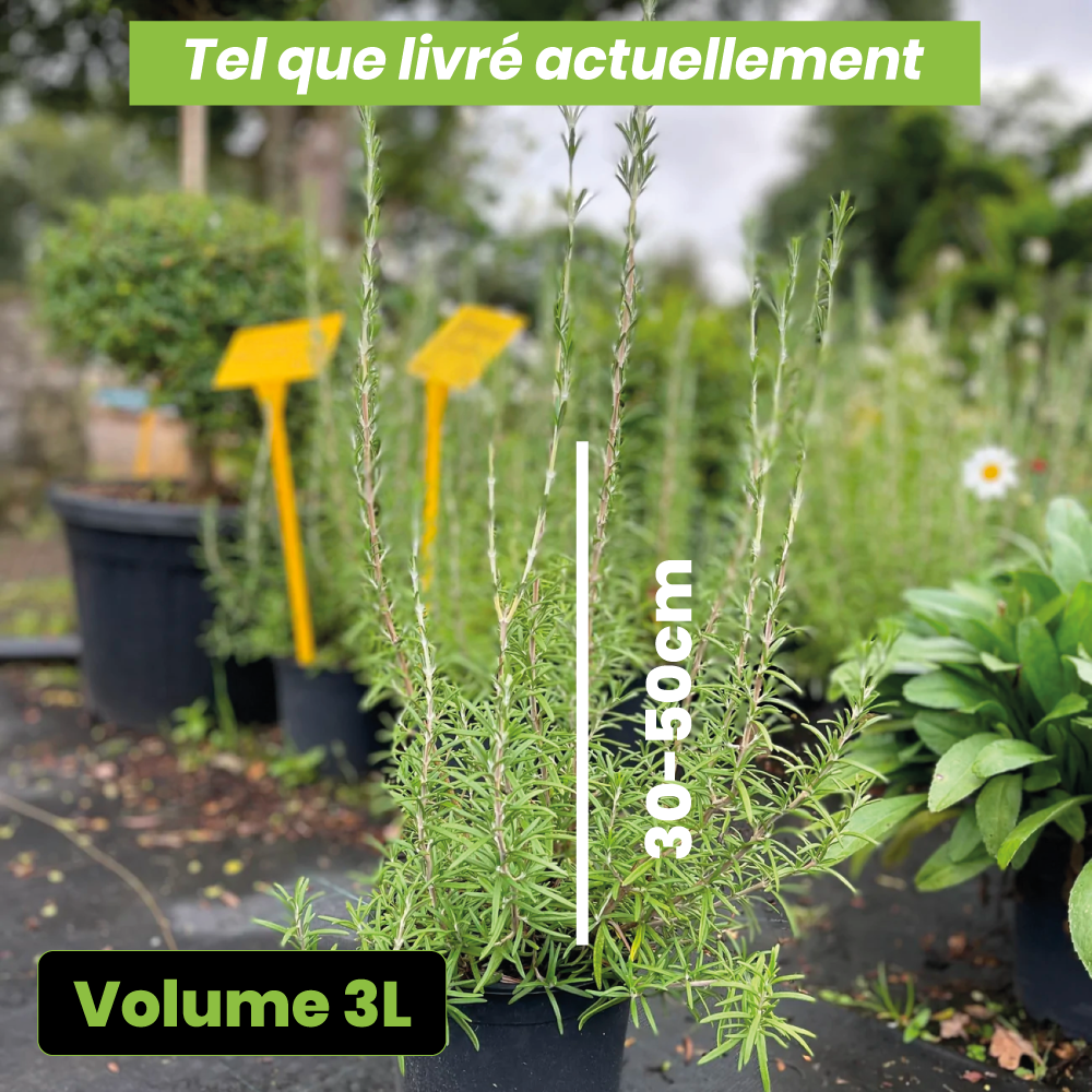 Rosmarinus officinalis - Romarin - Volume 3L / 30-50cm